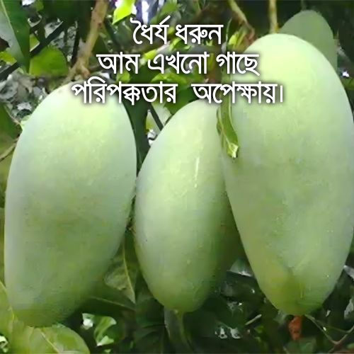 Fazli Mango (ফজলি আম)